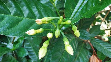 Fami通新一周销量榜 《皮克敏4》七连冠